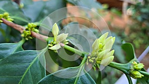 White flower in coffee tree close up