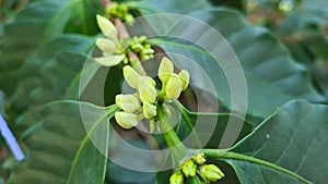 White flower in coffee tree close up