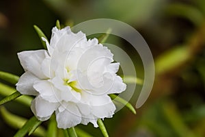 White flower,Common Purslane, portulaca flowers, Verdolaga, Pigweed. photo
