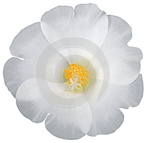 White flower of common purslane or pusley or pigweed.