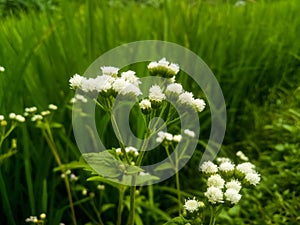 White flower in the contryside rice fields photo