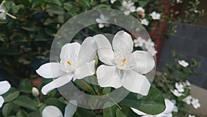 White flower