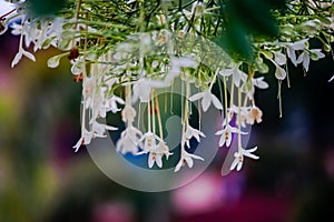White flower of Cork Tree, Indian Cork , Millingtonia hortensis