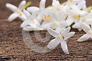 white flower of Cork Tree, Indian Cork (Millingtonia hortensis L