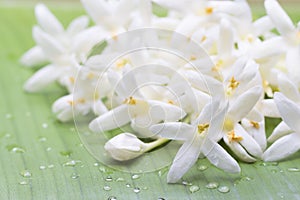 white flower of Cork Tree, Indian Cork (Millingtonia hortensis L