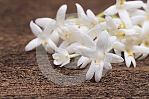 white flower of Cork Tree, Indian Cork (Millingtonia hortensis L