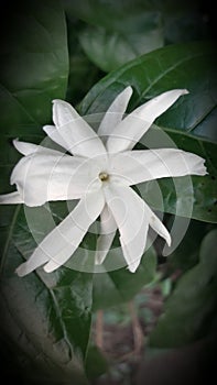 White flower of crocodile india photo