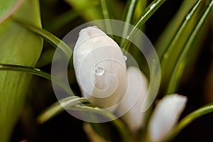 Macro white flower Crocus with a drop of soft focus