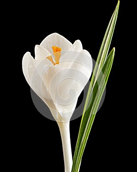 White flower of crocus, isolated on black background