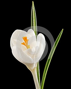 White flower of crocus, isolated on black background