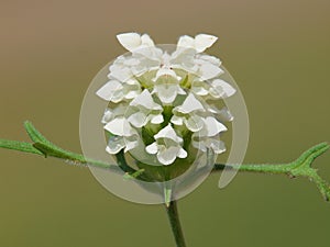 White flower of cutleaf selfheal. Prunella laciniata