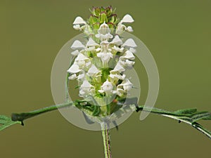 White flower of cutleaf selfheal. Prunella laciniata