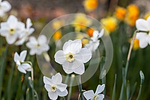 White flower of daffodil Narcissus cultivar Obdam from Double Group photo
