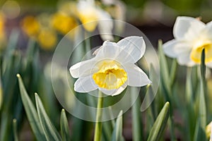 White flower of daffodil Narcissus cultivar Obdam from Double Group photo