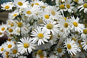 White flower daisywheel