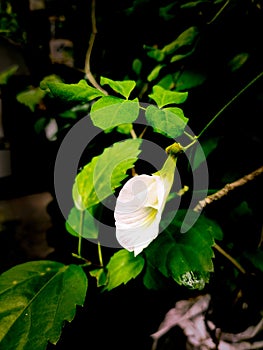 WHITE FLOWER IN THE DARK NIGHT photo