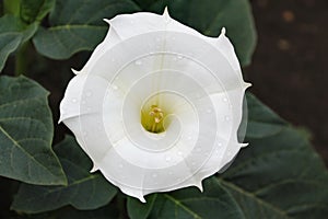 The white flower Datura