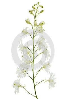 White flower of Delphinium, Larkspur flower, isolated on white background