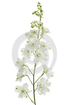 White flower of Delphinium, Larkspur flower, isolated on white background