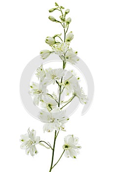 White flower of Delphinium, Larkspur flower, isolated on white background
