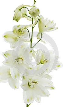 White flower of Delphinium, Larkspur flower, isolated on white background