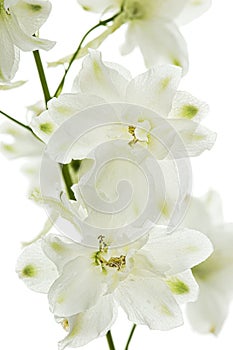 White flower of Delphinium, Larkspur flower, isolated on white background