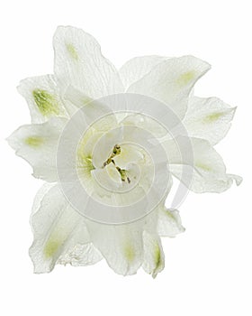 White flower of Delphinium, Larkspur flower, isolated on white background