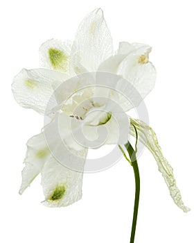 White flower of Delphinium, Larkspur flower, isolated on white background