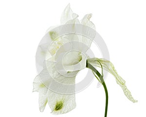 White flower of Delphinium, Larkspur flower, isolated on white background