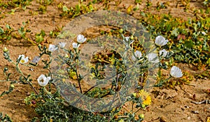 White Flower in the Desert of the Atlantic Ocean, Morocco, Afrika