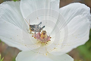 A white flower detail with a cricket around the hearth of the plant