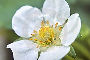 white flower detail of Fragaria x ananassa