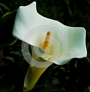 White flower detail photo