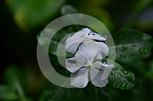 White flower with dew drops after rain