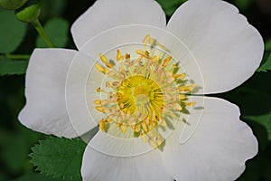 White flower of dog rose