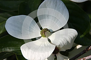 White flower of dogwood cornus venus in the morning sun close up