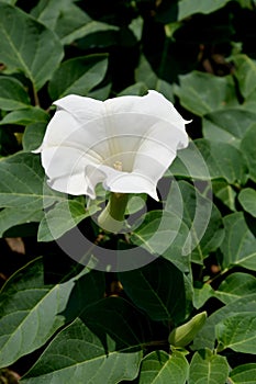 White flower of a dope Indian (harmless) (Datura inoxia Mill.)