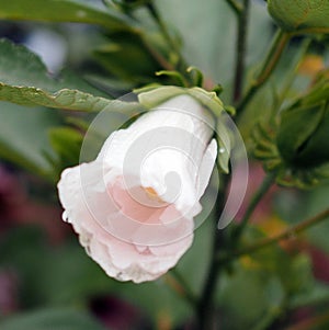 This white flower is drooping in the garden.