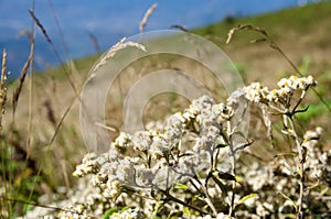 White flower with dry grass