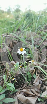 white flower among dry leaves