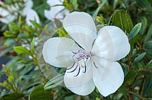 White flower of a dwarf tibouchina peace baby in the shade