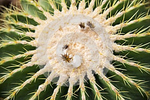 White flower of Echino cactus1