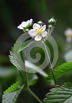 White flower Erdbeeren photo