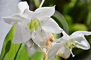 The white flower of Eucharis grandiflora in the backyard