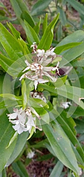 White flower of a evergreen shurb in the forest.