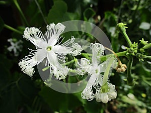White flower of Exotic tropical Trichosanthes cucumerina