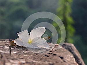 White flower fall on old log on blur green garden background