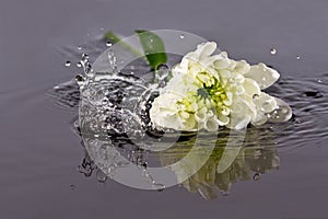 White flower fall in water