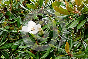 White flower of Ficus elastica