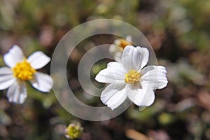 White flower with five petals photo